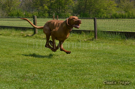 Jederhundrennen / Bild 199 von 488 / 01.05.2016 12:14 / DSC_8976.JPG