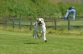 Jederhundrennen / Bild 207 von 488 / 01.05.2016 12:17 / DSC_9018.JPG