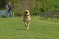 Jederhundrennen / Bild 213 von 488 / 01.05.2016 12:19 / DSC_9062.JPG