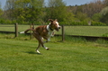 Jederhundrennen / Bild 249 von 488 / 01.05.2016 13:13 / DSC_9394.JPG