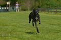 Jederhundrennen / Bild 253 von 488 / 01.05.2016 13:16 / DSC_9414.JPG