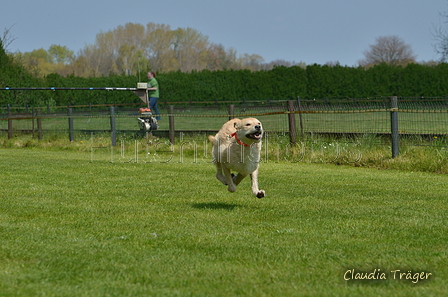 Jederhundrennen / Bild 255 von 488 / 01.05.2016 13:17 / DSC_9419.JPG