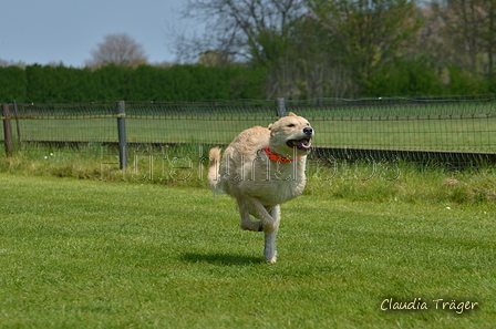 Jederhundrennen / Bild 256 von 488 / 01.05.2016 13:17 / DSC_9421.JPG