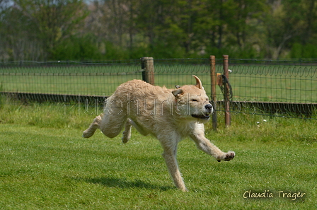 Jederhundrennen / Bild 257 von 488 / 01.05.2016 13:17 / DSC_9422.JPG