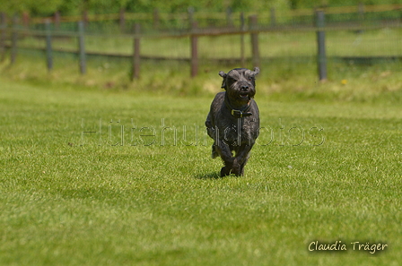 Jederhundrennen / Bild 261 von 488 / 01.05.2016 13:19 / DSC_9447.JPG