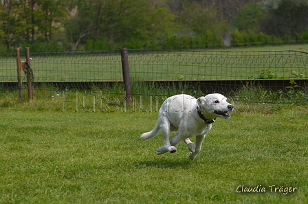 Jederhundrennen / Bild 271 von 488 / 01.05.2016 13:23 / DSC_9483.JPG