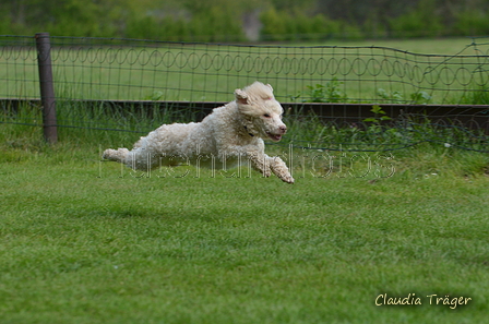 Jederhundrennen / Bild 282 von 488 / 01.05.2016 13:26 / DSC_9573.JPG