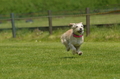 Jederhundrennen / Bild 288 von 488 / 01.05.2016 13:29 / DSC_9619.JPG