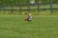 Jederhundrennen / Bild 292 von 488 / 01.05.2016 13:31 / DSC_9648.JPG