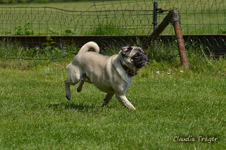 Jederhundrennen / Bild 297 von 488 / 01.05.2016 13:32 / DSC_9669.JPG