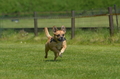 Jederhundrennen / Bild 303 von 488 / 01.05.2016 13:35 / DSC_9748.JPG