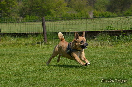 Jederhundrennen / Bild 304 von 488 / 01.05.2016 13:35 / DSC_9751.JPG