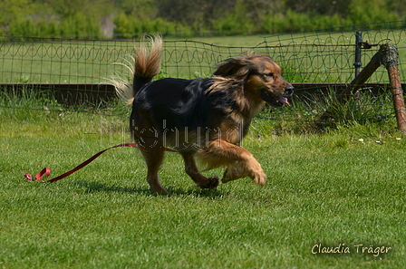 Jederhundrennen / Bild 306 von 488 / 01.05.2016 13:35 / DSC_9773.JPG