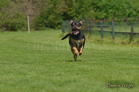 Jederhundrennen / Bild 311 von 488 / 01.05.2016 13:39 / DSC_9841.JPG