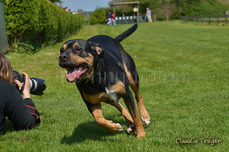 Jederhundrennen / Bild 312 von 488 / 01.05.2016 13:39 / DSC_9854.JPG