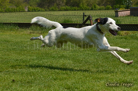 Jederhundrennen / Bild 317 von 488 / 01.05.2016 13:40 / DSC_9876.JPG