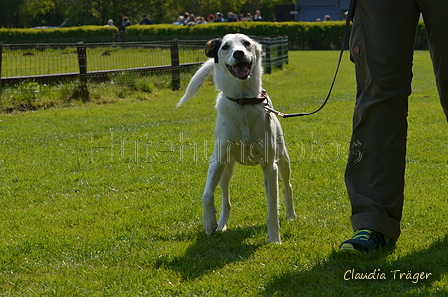 Jederhundrennen / Bild 318 von 488 / 01.05.2016 13:40 / DSC_9881.JPG