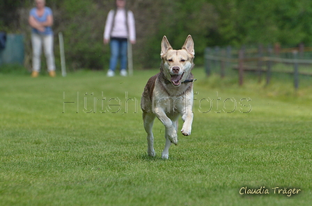 Jederhundrennen / Bild 322 von 488 / 01.05.2016 13:43 / DSC_9930.JPG