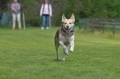 Jederhundrennen / Bild 322 von 488 / 01.05.2016 13:43 / DSC_9930.JPG