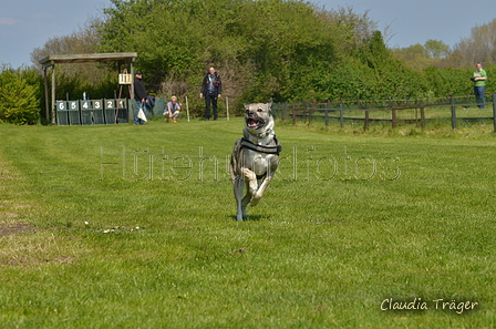 Jederhundrennen / Bild 327 von 488 / 01.05.2016 13:45 / DSC_9973.JPG