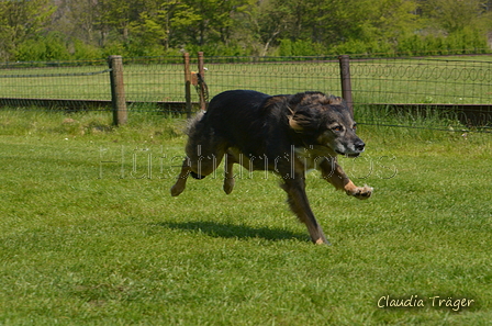 Jederhundrennen / Bild 333 von 488 / 01.05.2016 13:47 / DSC_9992.JPG