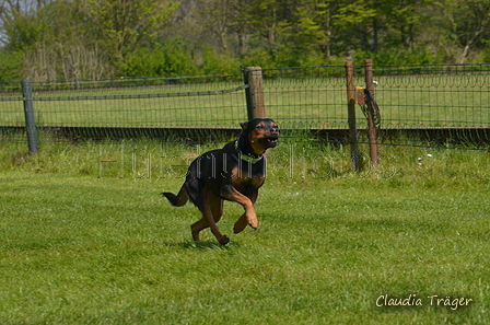 Jederhundrennen / Bild 338 von 488 / 01.05.2016 13:48 / DSC_0014.JPG