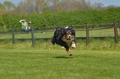 Jederhundrennen / Bild 349 von 488 / 01.05.2016 13:52 / DSC_0100.JPG