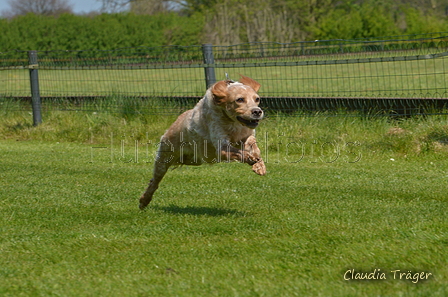 Jederhundrennen / Bild 352 von 488 / 01.05.2016 13:53 / DSC_0114.JPG