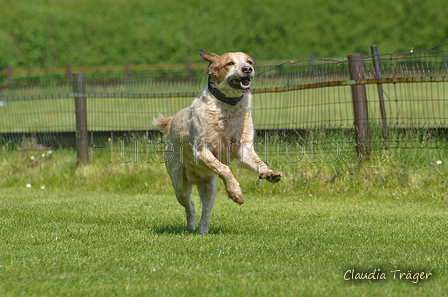 Jederhundrennen / Bild 354 von 488 / 01.05.2016 13:54 / DSC_0130.JPG