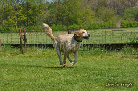 Jederhundrennen / Bild 355 von 488 / 01.05.2016 13:54 / DSC_0137.JPG