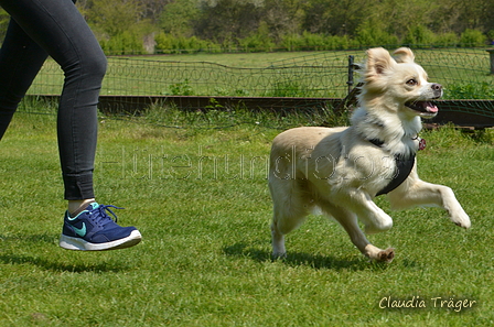 Jederhundrennen / Bild 360 von 488 / 01.05.2016 13:56 / DSC_0171.JPG