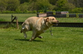 Jederhundrennen / Bild 384 von 488 / 01.05.2016 14:08 / DSC_0345.JPG