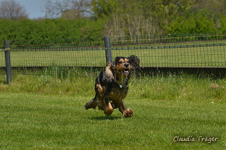 Jederhundrennen / Bild 385 von 488 / 01.05.2016 14:09 / DSC_0352.JPG