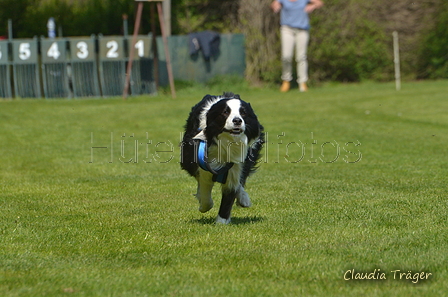 Jederhundrennen / Bild 388 von 488 / 01.05.2016 14:10 / DSC_0371.JPG