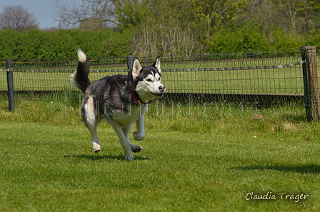 Jederhundrennen / Bild 419 von 488 / 01.05.2016 14:23 / DSC_0534.JPG