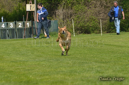 Jederhundrennen / Bild 420 von 488 / 01.05.2016 14:24 / DSC_0548.JPG