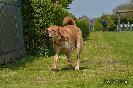 Jederhundrennen / Bild 422 von 488 / 01.05.2016 14:24 / DSC_0564.JPG