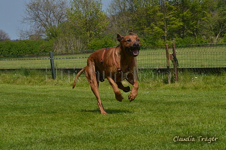 Jederhundrennen / Bild 423 von 488 / 01.05.2016 14:25 / DSC_0576.JPG