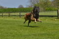 Jederhundrennen / Bild 431 von 488 / 01.05.2016 14:28 / DSC_0609.JPG