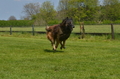 Jederhundrennen / Bild 432 von 488 / 01.05.2016 14:28 / DSC_0610.JPG