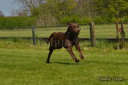 Jederhundrennen / Bild 435 von 488 / 01.05.2016 14:29 / DSC_0651.JPG