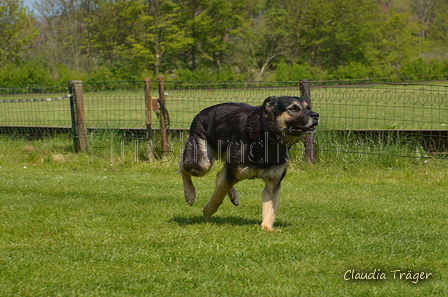 Jederhundrennen / Bild 441 von 488 / 01.05.2016 14:31 / DSC_0675.JPG