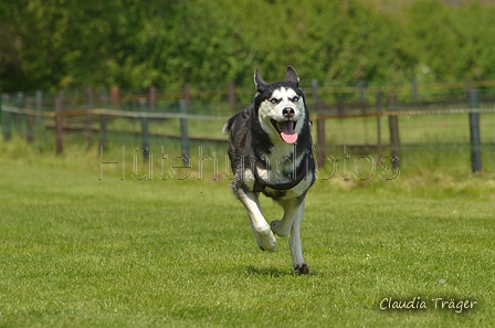 Jederhundrennen / Bild 444 von 488 / 01.05.2016 14:32 / DSC_0685.JPG