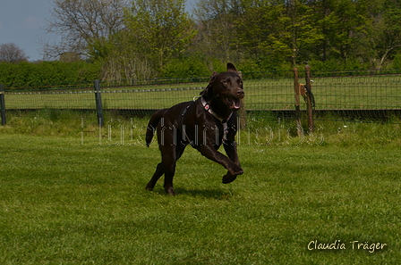 Jederhundrennen / Bild 450 von 488 / 01.05.2016 14:34 / DSC_0732.JPG