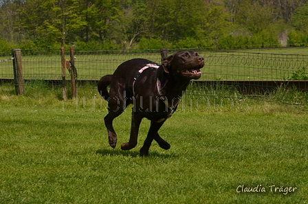 Jederhundrennen / Bild 451 von 488 / 01.05.2016 14:34 / DSC_0733.JPG