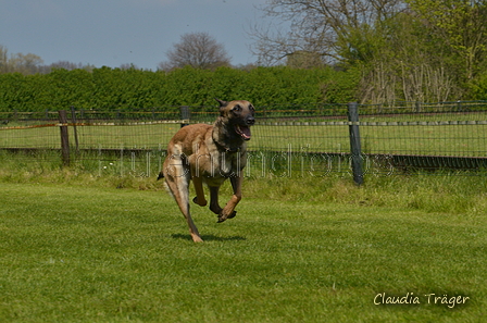 Jederhundrennen / Bild 454 von 488 / 01.05.2016 14:35 / DSC_0753.JPG