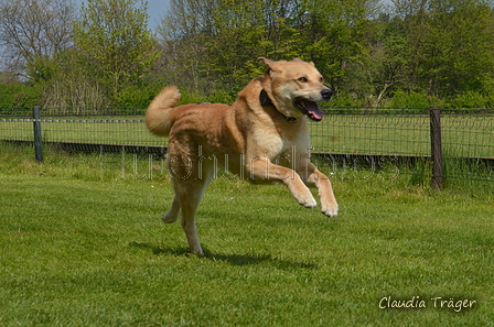 Jederhundrennen / Bild 466 von 488 / 01.05.2016 14:37 / DSC_0809.JPG