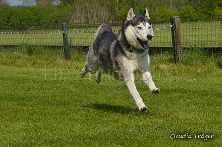 Jederhundrennen / Bild 469 von 488 / 01.05.2016 14:38 / DSC_0820.JPG