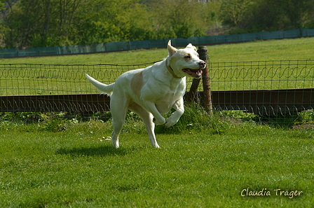 Jederhundrennen / Bild 87 von 516 / 01.05.2017 11:15 / DSC_7024.JPG