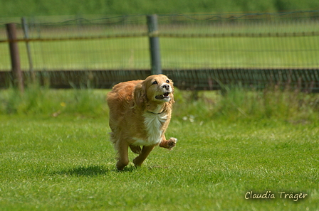 Jederhundrennen / Bild 119 von 516 / 01.05.2017 11:26 / DSC_7131.JPG